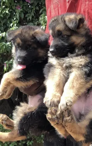 1-3 months Female Purebred German Shepherd