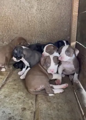 1-3 Months Male Purebred American Pit Bull Terrier