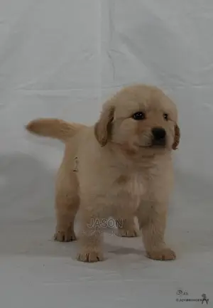 1-3 Months Male Purebred Golden Retriever