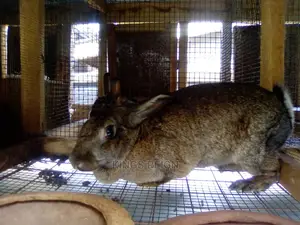 Flemish Giant Rabbits Breeds