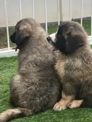1-3 Months Male Purebred Caucasian Shepherd