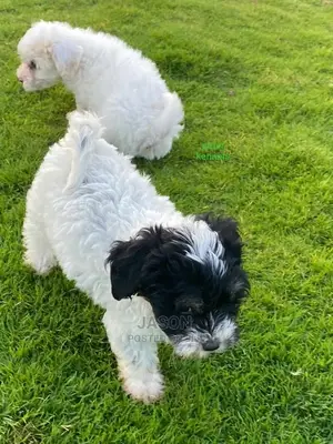 1-3 Months Male Purebred Maltese
