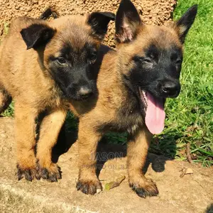 1-3 Months Female Purebred Belgian Malinois