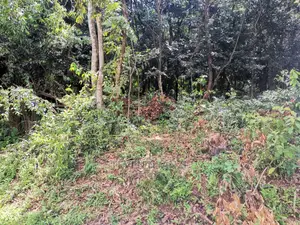 Titled Half Acre on the Hill Top Bunamwaya Ngobe.