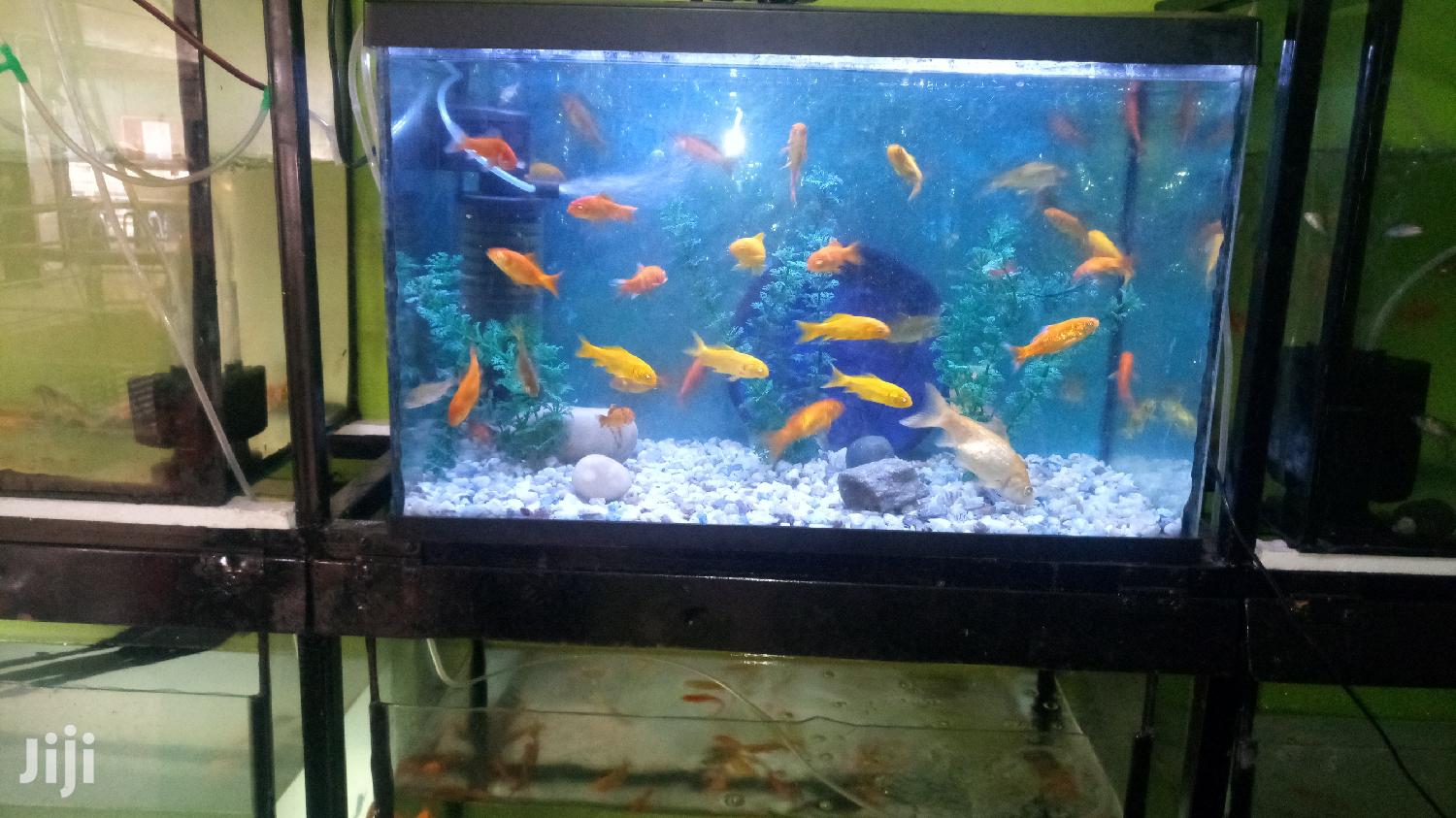 Well Set Complete Aquarium