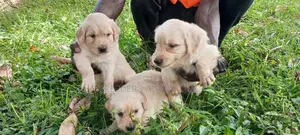 1-3 Months Male Purebred Golden Retriever