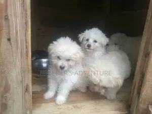 1-3 Months Male Purebred Maltese