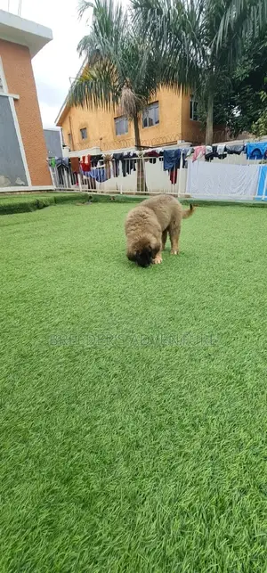1-3 Months Male Purebred Caucasian Shepherd