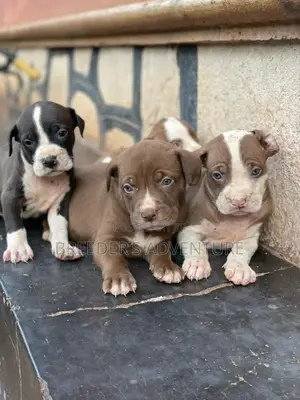 1-3 Months Female Purebred American Pit Bull Terrier