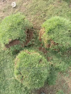 Natural Paspalum Lawn Grass