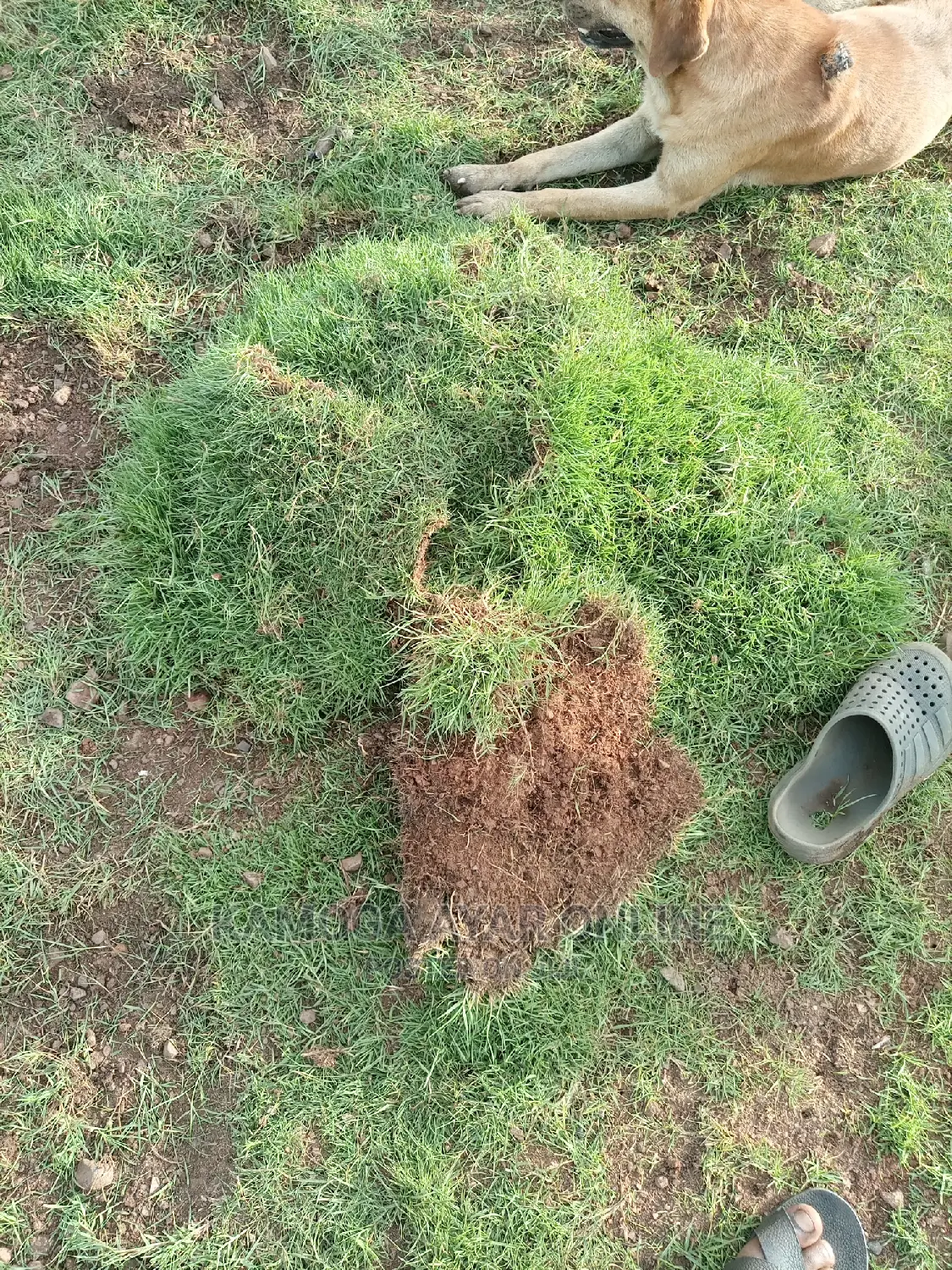 Paspalum Grass Carpet /Natural Grass Shares