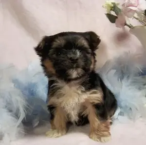 3-6 Months Female Purebred Maltese