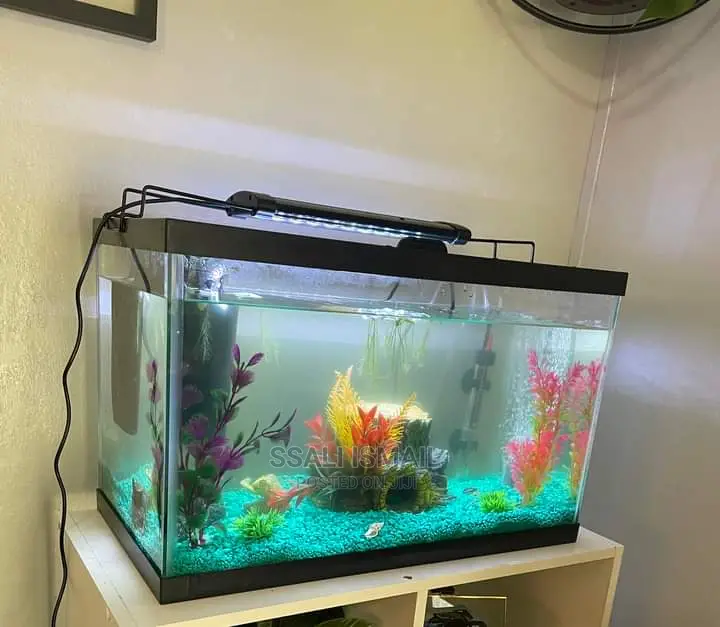 A Neat Aquarium in a Medium Size