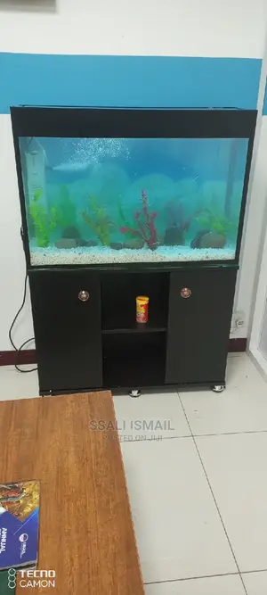 Crystal Clear Water Due to the Best Filter Pump