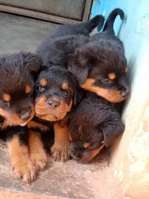 1-3 Months Male Purebred Rottweiler