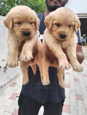 1-3 Months Male Purebred Golden Retriever