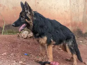 6-12 Months Male Purebred German Shepherd