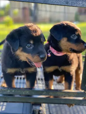 1-3 Months Male Purebred Rottweiler