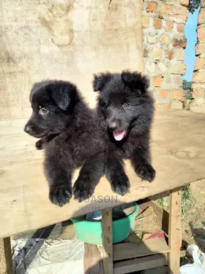 1-3 Months Male Purebred German Shepherd