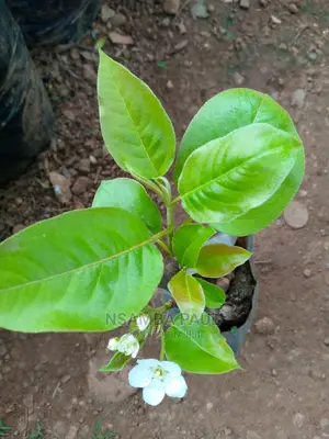 Pears Trees