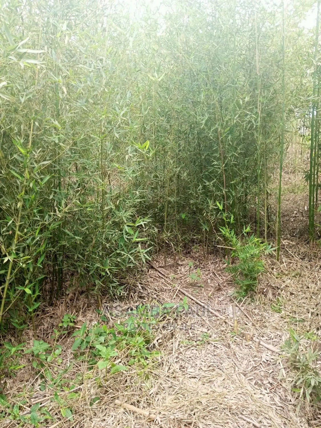Bamboo Trees