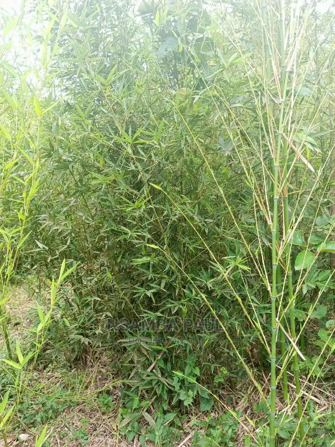 Bamboo Trees