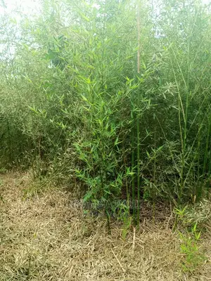 Bamboo Trees