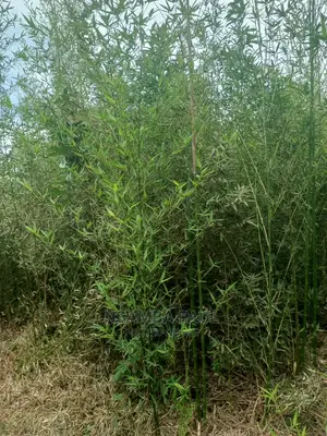 Bamboo Trees