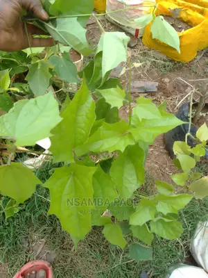 Climbing Plants