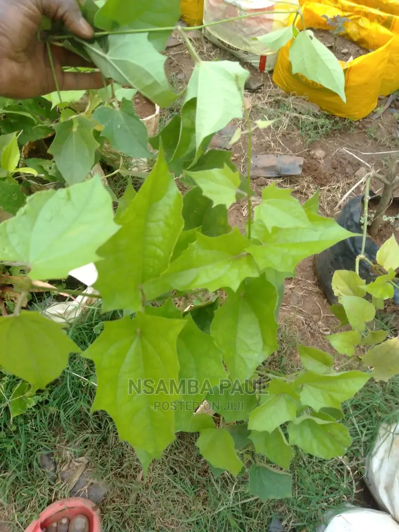 Climbing Plants