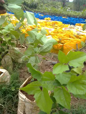 Climbing Plants