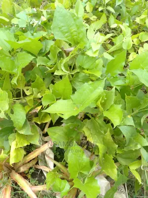 Climbing Plants