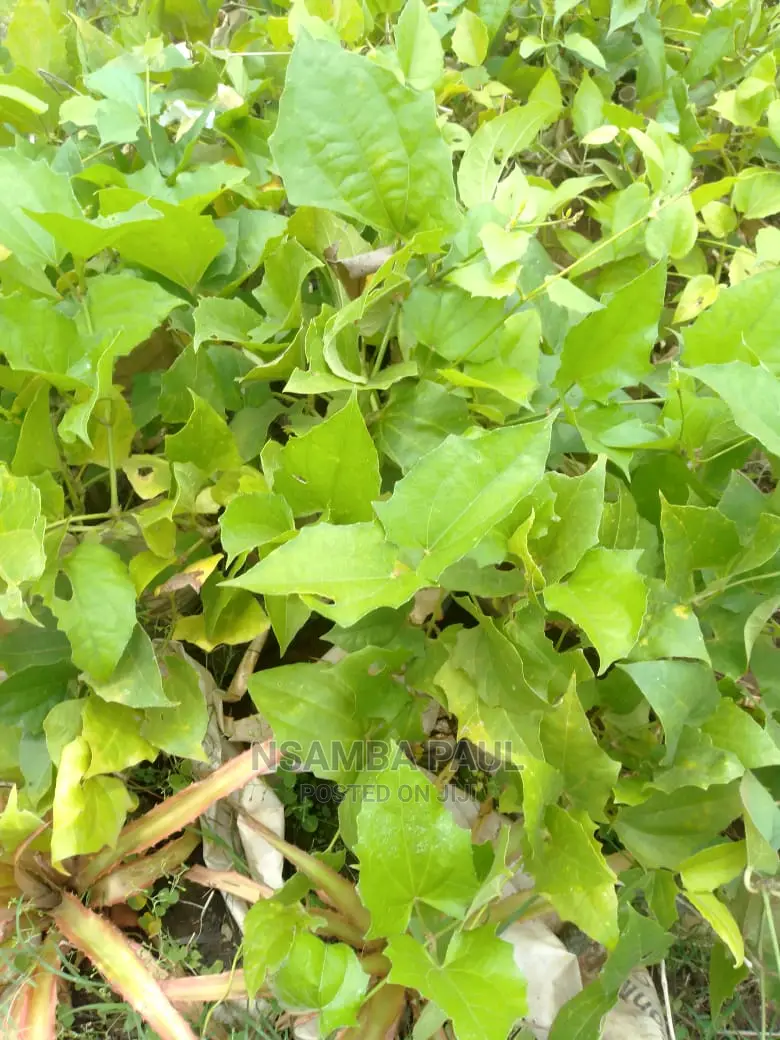 Climbing Plants