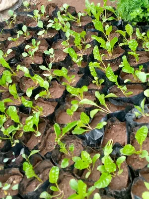 Spinach Plants