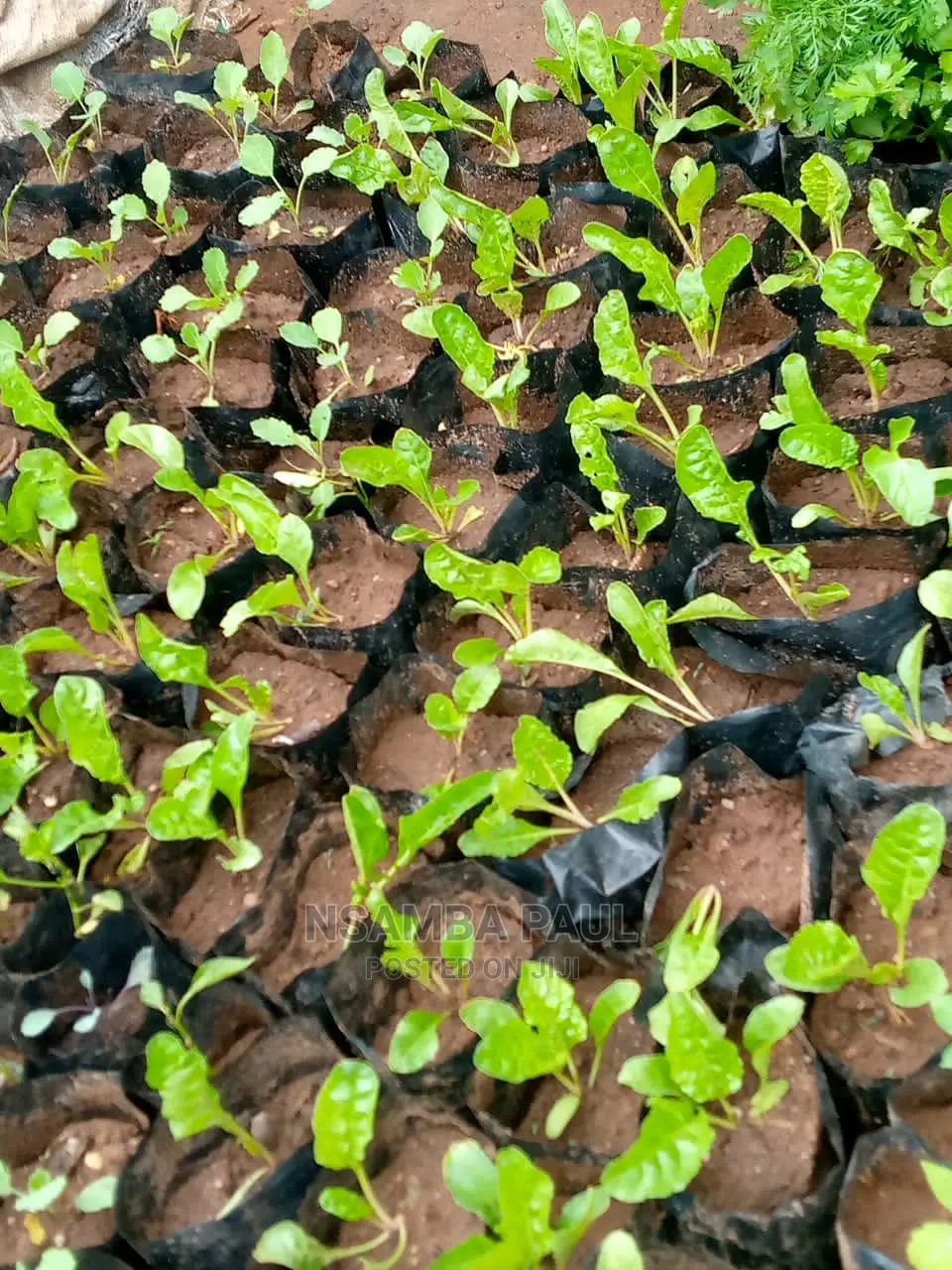 Spinach Plants