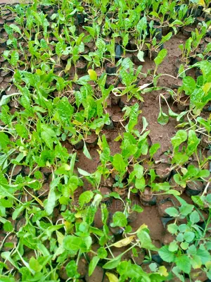 Spinach Plants