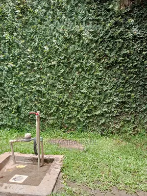 Wall Creeping Plant