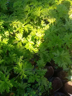 Mosquito Repellent Citronella