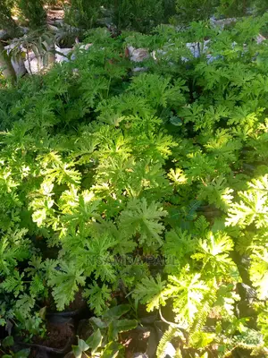 Mosquito Repellent Citronella