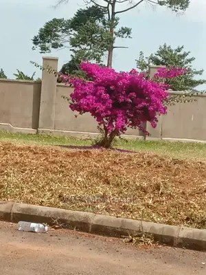 Bougainvillea