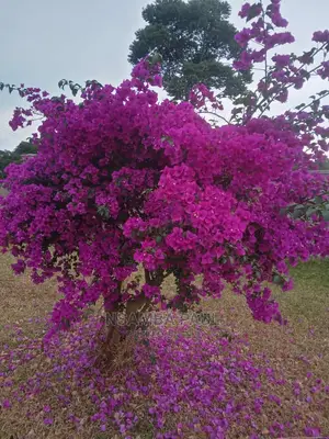 Bougainvillea