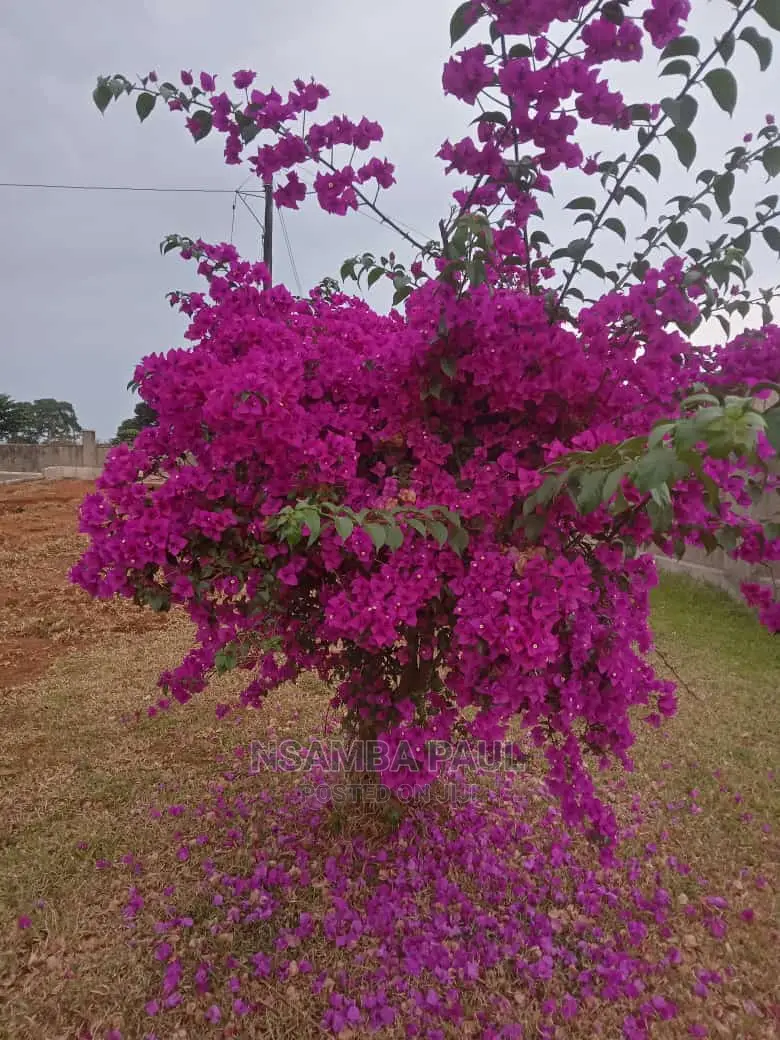 Bougainvillea