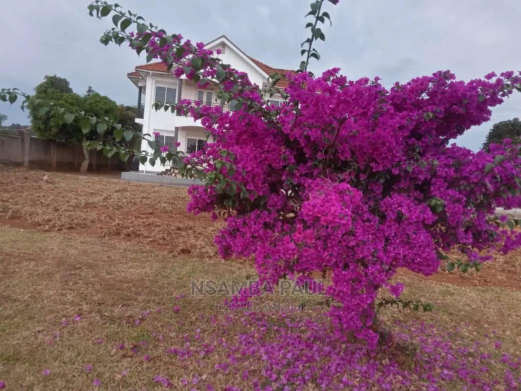 Bougainvillea