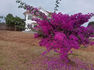 Bougainvillea