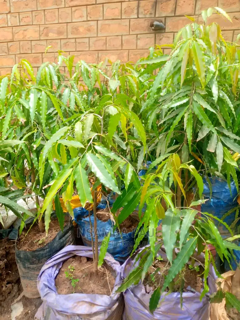 Ashoka Trees Available