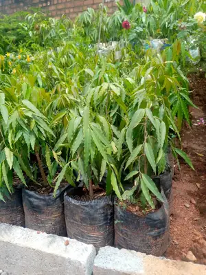 Ashoka Trees Available