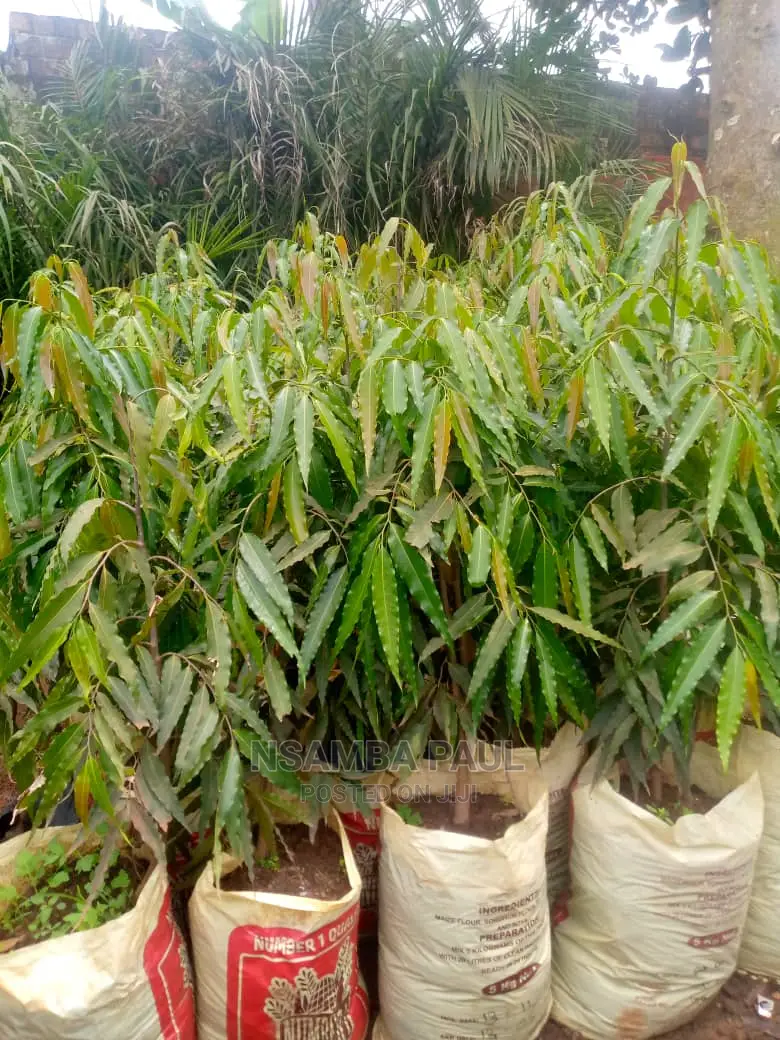 Ashoka Trees Available