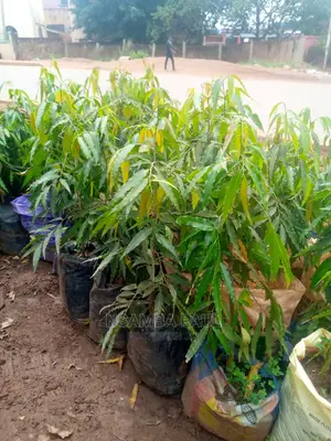 Ashoka Trees Available