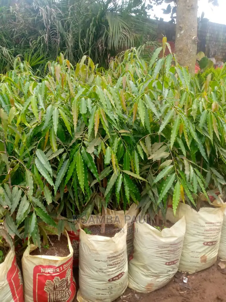 Ashoka Trees Available