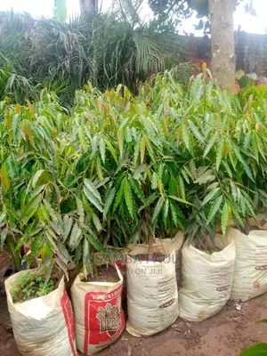 Ashoka Trees Available